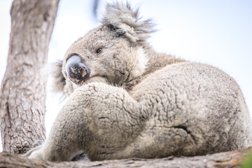 Resting Koala Relaxing on a Tree Branch in the Wild, Raymond Island, Australia
