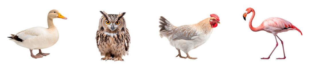 Fototapeta premium A collection of bird species including chicken, owl, duck, and flamingo, isolated on transparent background