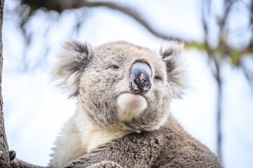 Resting Koala Relaxing on a Tree Branch in the Wild, Raymond Island, Australia