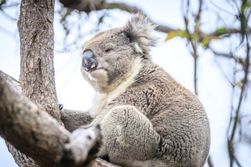Close-Up of a Koala Resting on Tree Trunk