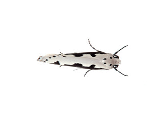 Bugloss Ermine in a white background. Ethmia bipunctella.