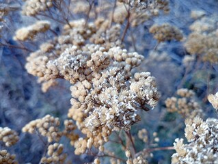 A background of dry yarrow plants on a blue background. Autumn theme and autumn backgrounds and...