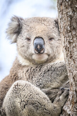 Close-Up of a Koala Resting on Tree Trunk