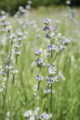 Soft and Tender Lavender Plant Growing Closely in Natural Light, Capturing Delicate Details and Tranquil Beauty