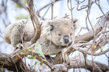 Obraz premium Koala Resting Comfortably on Tree Branches in Nature
