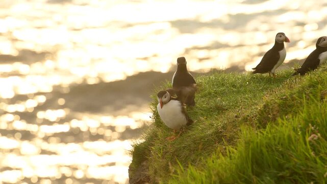 Puffins on Mykines island in sunset light, Faroe Islands