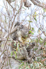 Koala Enjoying Eucalyptus Leaves High in a Tree, Raymond Island, Victoria, Australia
