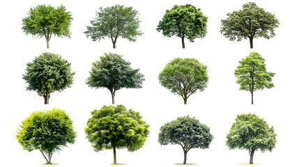 Collection of  Trees Isolated on white background