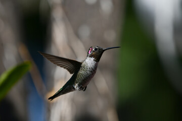 Purple Headed Hummingbird In Flight Wings