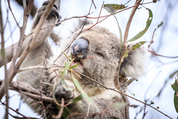 Koala Enjoying Eucalyptus Leaves High in a Tree, Raymond Island, Victoria, Australia