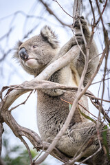 Koala Enjoying Eucalyptus Leaves High in a Tree, Raymond Island, Victoria, Australia
