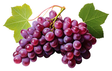 PNG Grape grapes fruit plant.