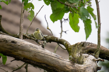 Blue tit chick on tree #7