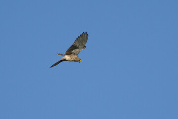 kestrel hunting