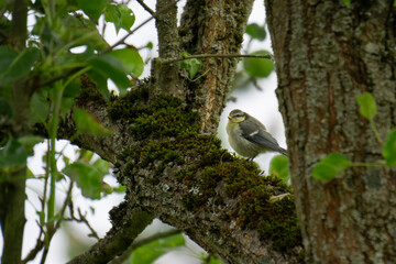 Blue tit chick on tree #1