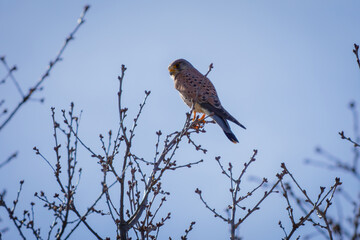 kestrel perched in tree #1 - close-up