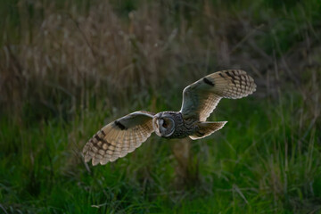 Long-eared owl evening hunt #3