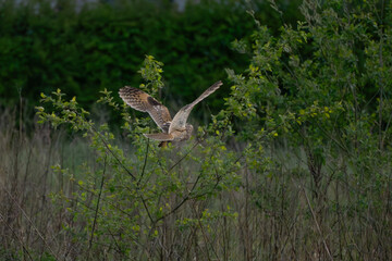 Long-eared owl evening hunt #8