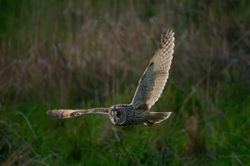 Fototapeta premium Long-eared owl evening hunt #1