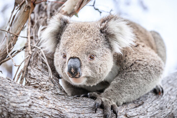 Obraz premium Curious Koala Peering from a Eucalyptus Tree, Raymond Island, Australia