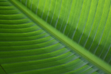 Palm Tree Leaf Close Up Texture