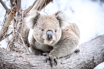  Curious Koala Peering from a Eucalyptus Tree, Raymond Island, Australia
