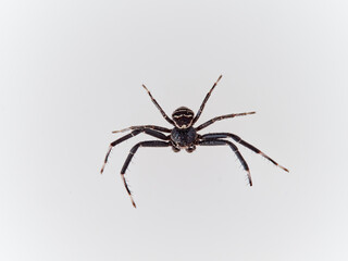 Crab spider. Toad Crab Spider. Bassaniodes bufo