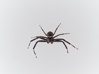Crab spider. Toad Crab Spider. Bassaniodes bufo