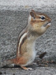 chipmunk on the ground