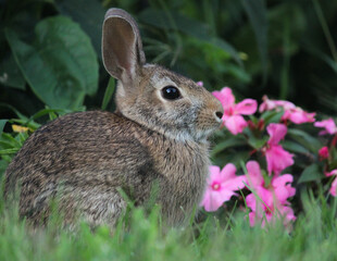Fototapeta premium rabbit in the garden