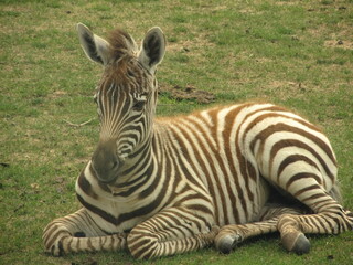 Baby zebra laying down on grass