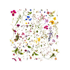 Colorful Wildflowers Scattered on White Background