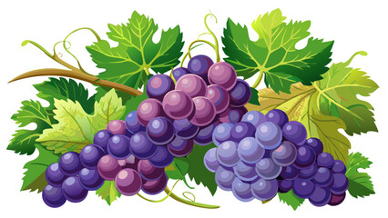 bunch of grapes on vine - Vector illustration of  grapes isolated on white, grapes vector art