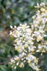 Beautiful Sacred Bamboo (Nandina domestica) flowers.