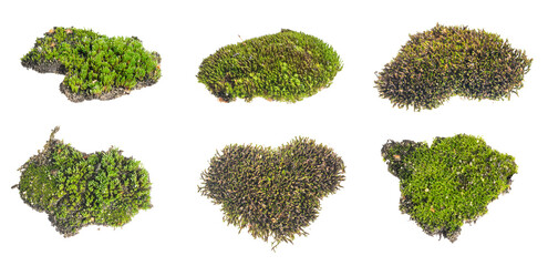 moss on a transparent isolated background. PNG	