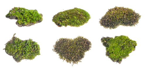 moss on a transparent isolated background. PNG	