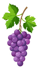 bunch of grapes  - Vector illustration of  grapes isolated on white, grapes vector art