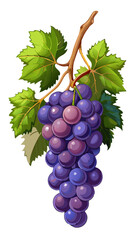 Fototapeta premium bunch of grapes - Vector illustration of grapes isolated on white, grapes vector art