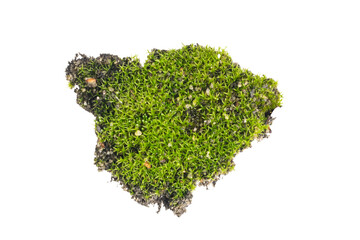 moss on a transparent isolated background. PNG	