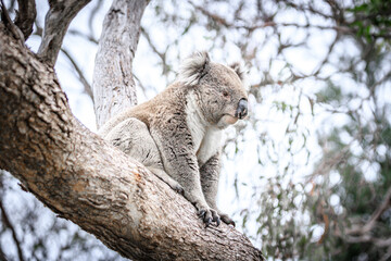 Close-Up of a Koala Resting on Tree Trunk