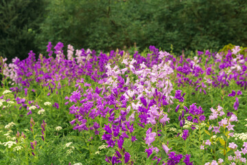 Fototapeta premium landscape, field of purple bells on forest edge close up