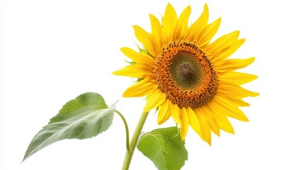 Fototapeta premium sunflower blossom close-up against pure white background, high-resolution studio photography