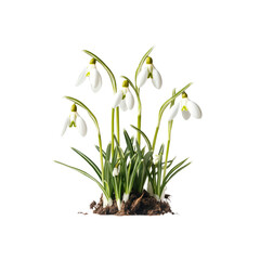 Snowdrop Flowers Blooming in Spring