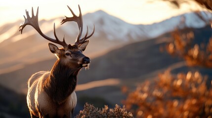 Obraz premium Majestic stag in serene mountain landscape