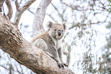 Close-Up of a Koala Resting on Tree Trunk