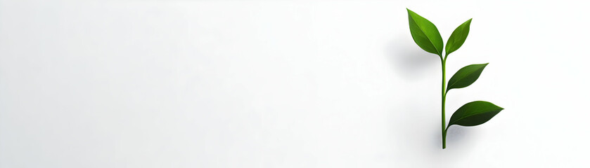 Fototapeta premium Minimalist Photo Stock: Growing Plant Silhouette on Plain White Background - Ideal for Business Growth, Development, and Advertisements with Ample Copy Space