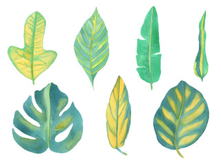 Obraz premium Watercolor Green Tropical Leaves Set on a white background.