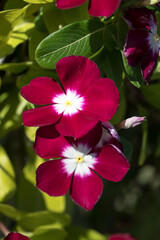 Beautiful blooming Pericuinkle flowers.