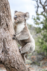 Koala Climbing a Tree in its Natural Australian Habitat, Raymond Island, Australia