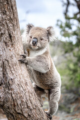 Koala Climbing a Tree in its Natural Australian Habitat, Raymond Island, Australia